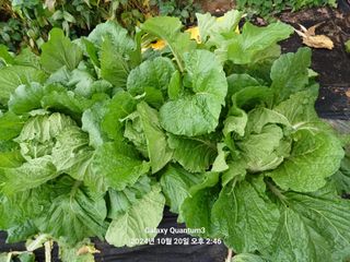 전진규.해돋이님의 배추 · 영농일지 작성글 사진