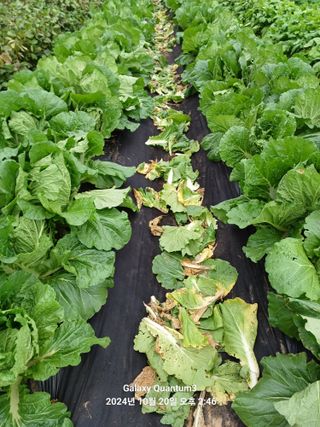 전진규.해돋이님의 배추 · 영농일지 작성글 사진