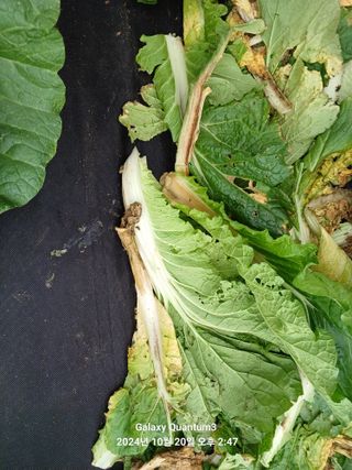 전진규.해돋이님의 배추 · 영농일지 작성글 사진