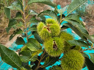 농막쥔님의 자유주제 · 자유게시판 작성글 사진