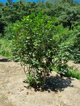 팜모닝 팜모닝·출석 게시글 이미지