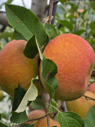 최동구님의 사과 · 수확 작성글 사진