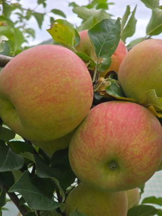 최동구님의 사과 · 수확 작성글 사진