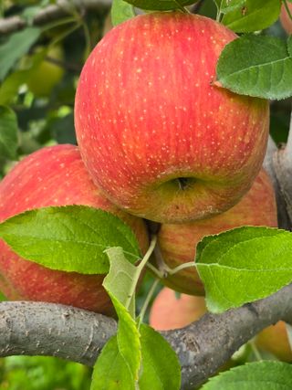 최동구님의 사과 · 수확 작성글 사진