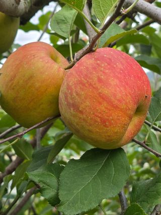 최동구님의 사과 · 수확 작성글 사진