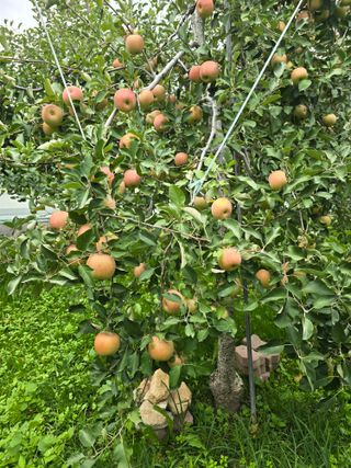 최동구님의 사과 · 수확 작성글 사진