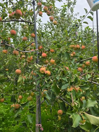 최동구님의 사과 · 수확 작성글 사진