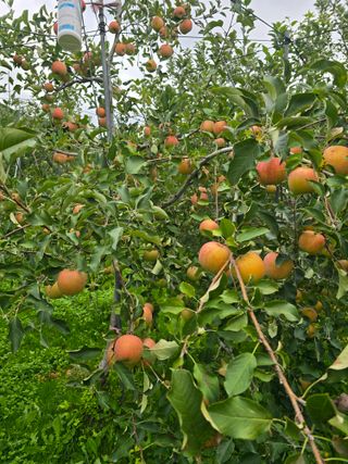 최동구님의 사과 · 수확 작성글 사진