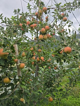 최동구님의 사과 · 수확 작성글 사진