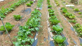 초보농부님의 배추 · 병해충상담 작성글 사진