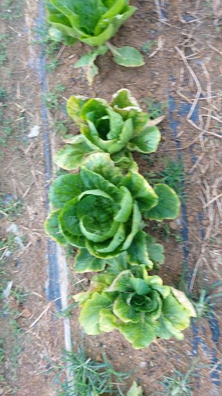 초보농부님의 배추 · 병해충상담 작성글 사진