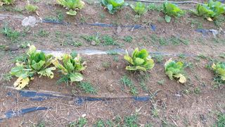 초보농부님의 배추 · 병해충상담 작성글 사진