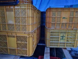 새의눈님의 기타작물 · 영농일지 작성글 사진