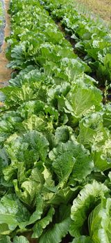 팜모닝 자유주제·자유게시판 게시글 이미지