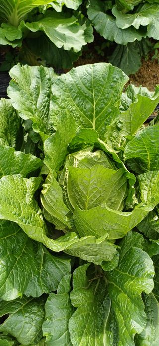 이강재님의 자유주제 · 자유게시판 작성글 사진