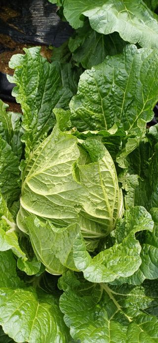 이강재님의 자유주제 · 자유게시판 작성글 사진