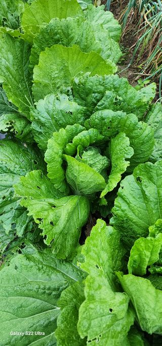 28 268 HQ님의 배추 · 영농일지 작성글 사진