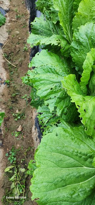 28 268 HQ님의 배추 · 영농일지 작성글 사진