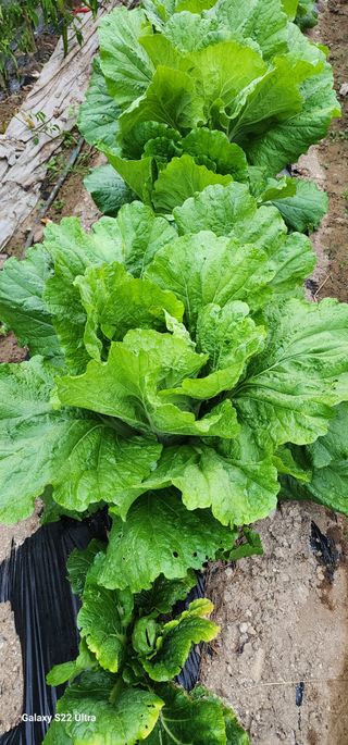 28 268 HQ님의 배추 · 영농일지 작성글 사진