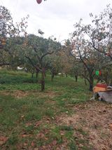 팜모닝 감·영농일지 게시글 이미지