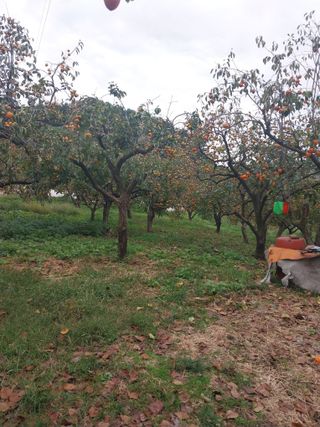 홍재두51년생님의 감 · 영농일지 작성글 사진