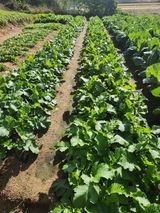 팜모닝 자유주제·자유게시판 게시글 이미지