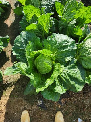 이대석님의 자유주제 · 자유게시판 작성글 사진