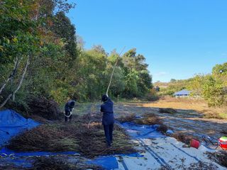 권병☆님의 들깨 · 영농일지 작성글 사진