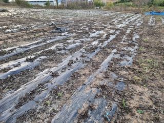 권병☆님의 들깨 · 영농일지 작성글 사진