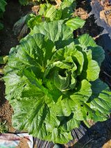 팜모닝 자유주제·자유게시판 게시글 이미지