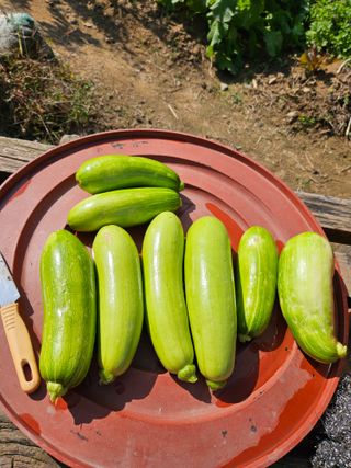 조정숙(1955)님의 자유주제 · 자유게시판 작성글 사진