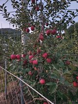 팜모닝 사과·영농일지 게시글 이미지