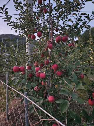 손기홍님의 사과 · 영농일지 작성글 사진
