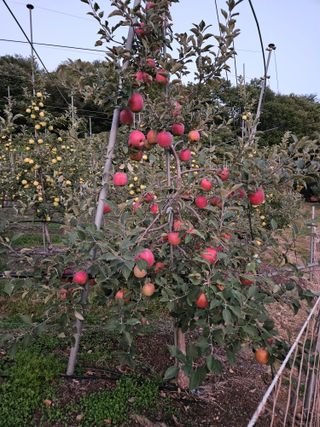 손기홍님의 사과 · 영농일지 작성글 사진