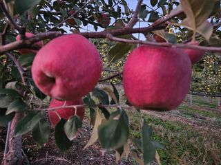 손기홍님의 사과 · 영농일지 작성글 사진