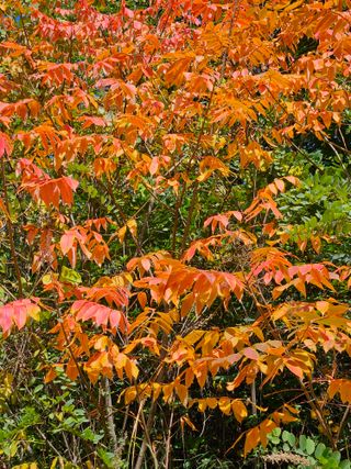 손기홍님의 사과 · 영농일지 작성글 사진