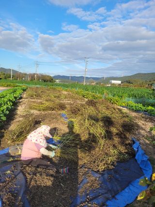 안성의 농사준비꾼님의 들깨 · 영농일지 작성글 사진