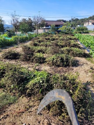 안성의 농사준비꾼님의 들깨 · 영농일지 작성글 사진