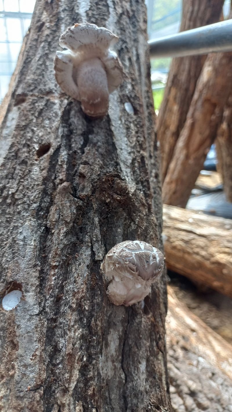 파란농원님의 장터 판매 상품 [표고나무분양] 첨부 사진