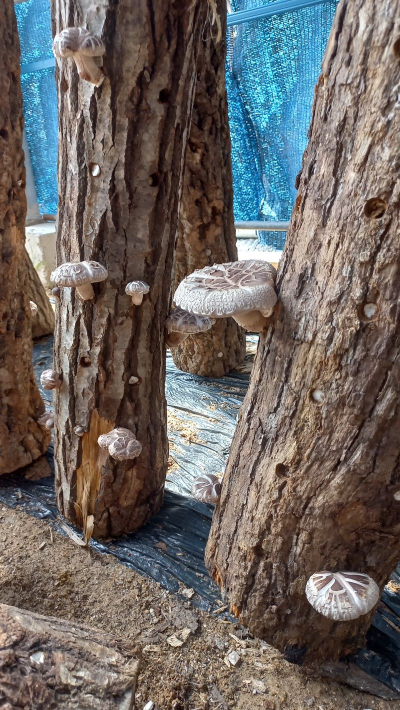 파란농원님의 장터 판매 상품 [표고나무분양] 첨부 사진