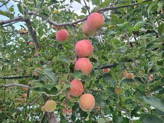 화성농원님의 사과 · 수확 작성글 사진