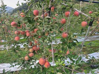 화성농원님의 사과 · 수확 작성글 사진