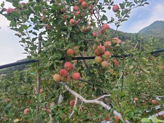 화성농원님의 사과 · 수확 작성글 사진