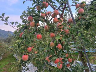 화성농원님의 사과 · 수확 작성글 사진