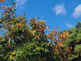 화성농원님의 사과 · 수확 작성글 사진