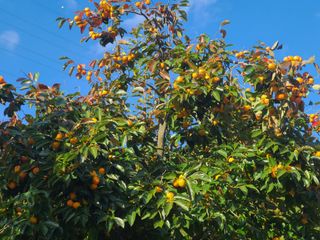 화성농원님의 사과 · 수확 작성글 사진