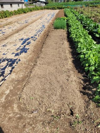 안성의 농사준비꾼님의 시금치 · 영농일지 작성글 사진