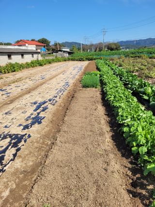 안성의 농사준비꾼님의 시금치 · 영농일지 작성글 사진