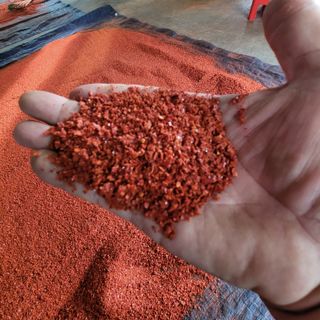 여우내 이순홍님의 고추 · 영농일지 작성글 사진