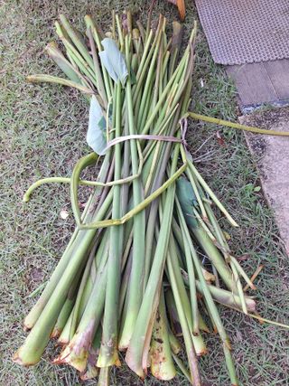 정도영님의 가을 농사 후 토양 어떻게 관리하세요? · 참여글 작성글 사진